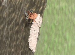 Paraleptomenes miniatus