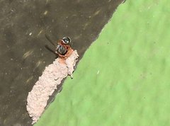 Paraleptomenes miniatus