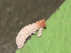 Paraleptomenes miniatus