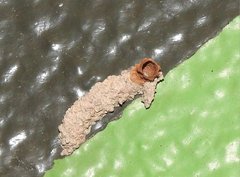 Paraleptomenes miniatus