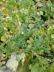 Hedysarum theinum