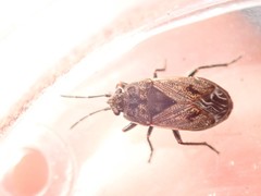 Trapezonotus arenarius