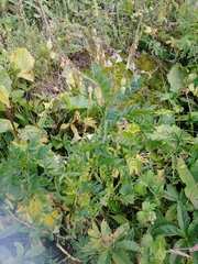 Hedysarum theinum