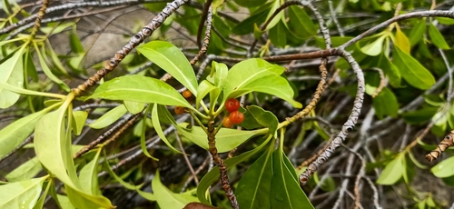 Image of Cyrtophyllum fragrans by (c) Ong Jyh Seng, some rights reserved (CC BY-SA)