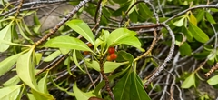Fagraea fragrans