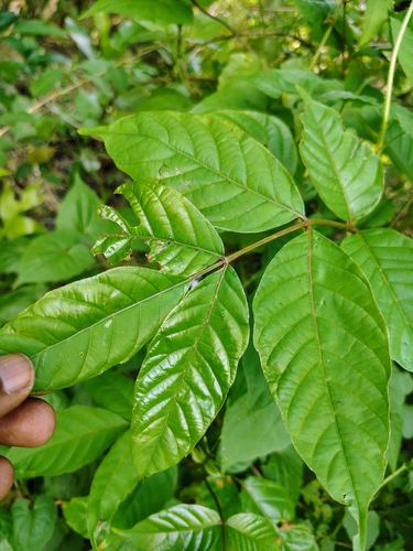 Image of Lannea coromandelica by (c) renjus box, some rights reserved (CC BY)