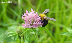 Xylocopa appendiculata