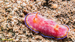 Goniobranchus albopunctatus