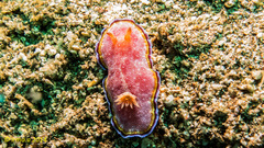 Goniobranchus albopunctatus