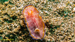 Goniobranchus albopunctatus