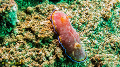 Goniobranchus albopunctatus