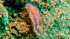 Goniobranchus albopunctatus