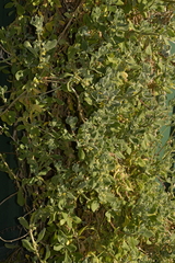Tetragonia decumbens