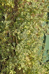 Tetragonia decumbens