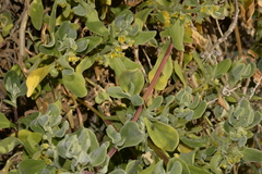 Tetragonia decumbens