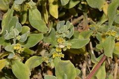 Tetragonia decumbens
