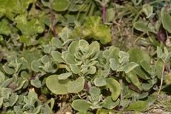 Tetragonia decumbens