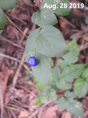 Symplocos paniculata