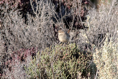 Calamanthus campestris