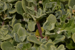 Tetragonia decumbens