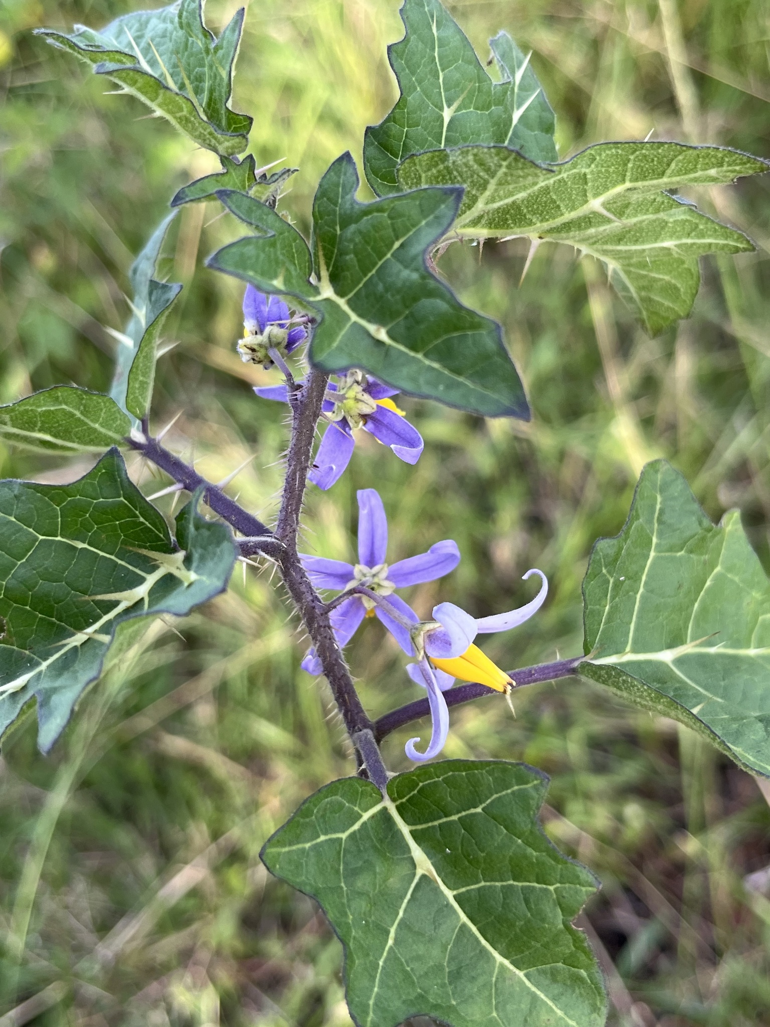 Solanum palinacanthum