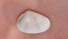 Latona columbella