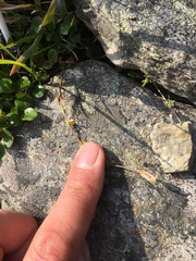 Dichodon cerastoides