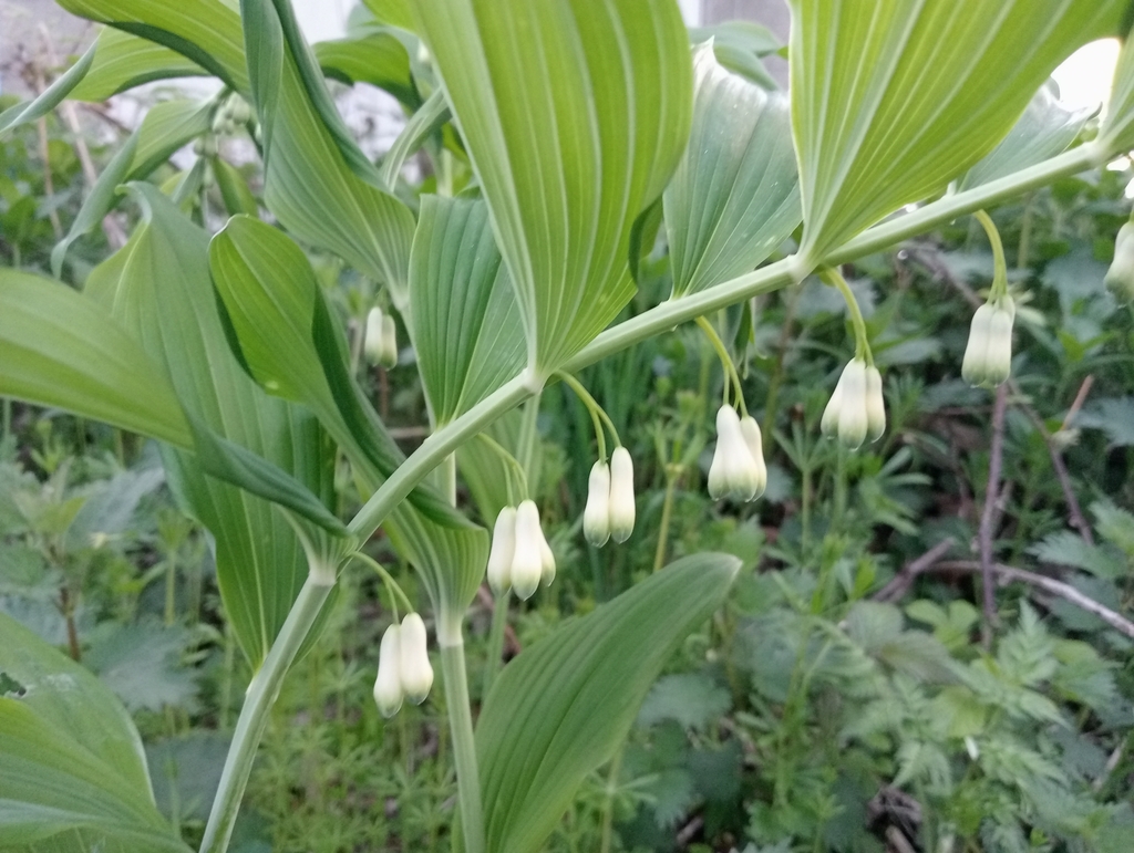 Polygonatum × hybridum; photograph Andrés Romero Bravo, CC BY, iNaturalist via GBIF