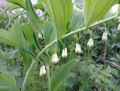 Polygonatum × hybridum