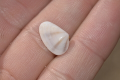 Latona columbella