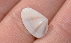 Latona columbella