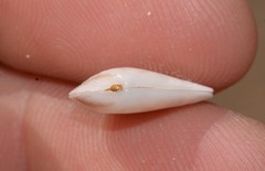 Latona columbella