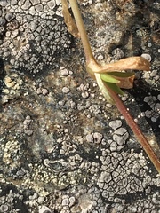 Dichodon cerastoides