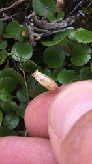 Dichodon cerastoides