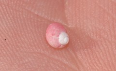 Hiloa variabilis