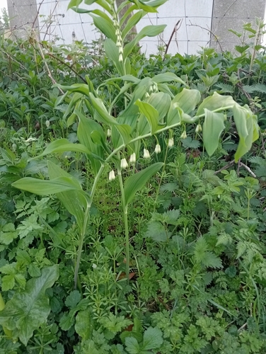 Polygonatum × hybridum, photograph 1