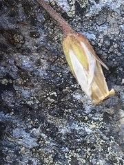 Dichodon cerastoides