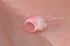 Hiloa variabilis
