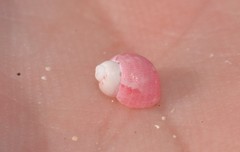 Hiloa variabilis