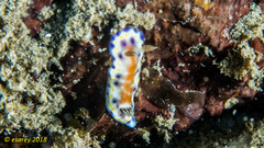 Goniobranchus collingwoodi