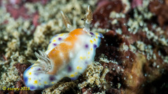 Goniobranchus collingwoodi