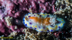 Goniobranchus collingwoodi