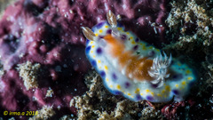 Goniobranchus collingwoodi