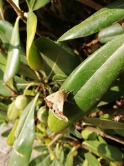 Heliothis