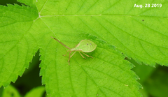 Homoeocerus dilatatus