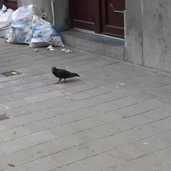 Columba livia domestica