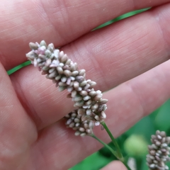 Persicaria maculosa