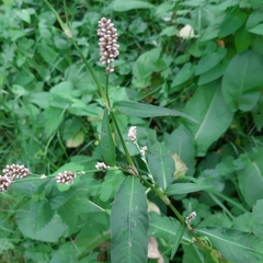 Persicaria maculosa