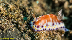 Goniobranchus collingwoodi