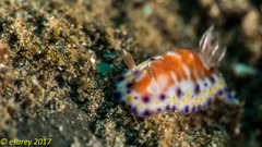 Goniobranchus collingwoodi